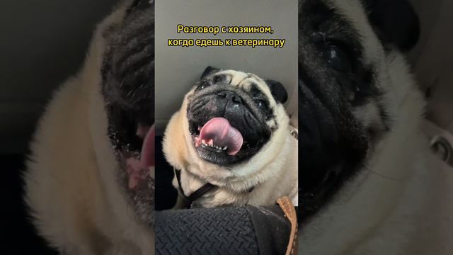Как сделать поход к ветеринару легким? #шортс #собакиулыбаки смотреть онлайн