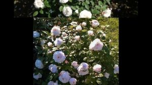 Rose Winchester Cathedral (ВИНЧЕСТЕР КАФЕДРАЛ РОЗА)