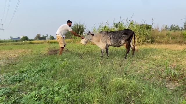 FINALLY Blue Color Ki Gaye Pakad Hi Li 😍 смотреть онлайн