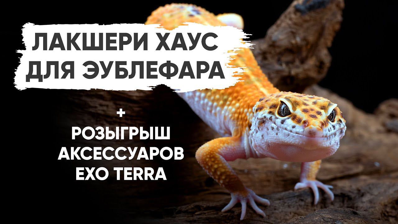 Лакшери Хаус для Эублефара