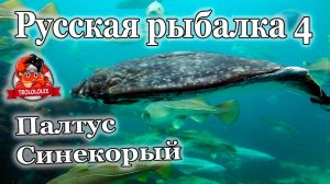 Русская рыбалка 4. Палтус синекорый. Трофей. Мировой рекорд недели.
