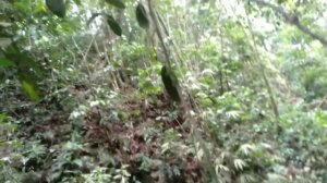 EXPLORE HOYA TANGGAMUS