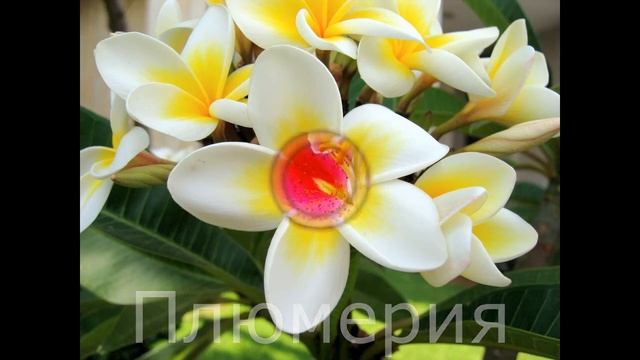 Самые красивые цветы в мире. смотреть онлайн