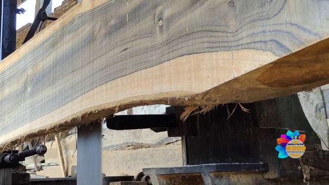 sawing the oldest and most expensive teak wood at the sawmill
