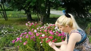 ?Турецкая гвоздика . Выращивание и уход ?