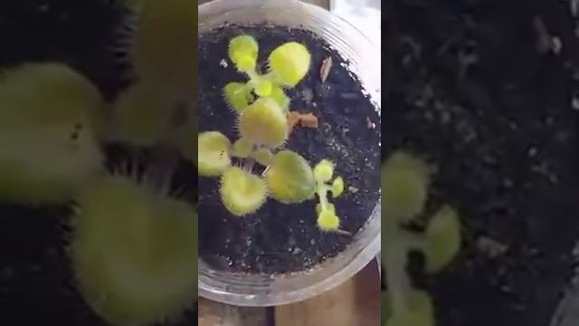 Выращивание Фиалок Из Семян Часть 18