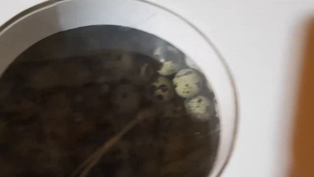 Инкубатор и яйца перепелов. Пытаюсь завести живность смотреть онлайн