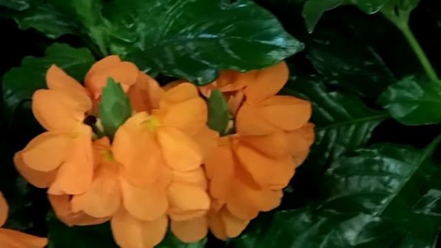 Crossandra infundibuliformis ´Fortuna´ смотреть онлайн