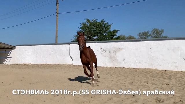 СТЭНВИЛЬ часть 2. Продажа лошадей, арабская чистокровная, жеребец #арабская #лошадь #жеребец #Айғыр смотреть онлайн