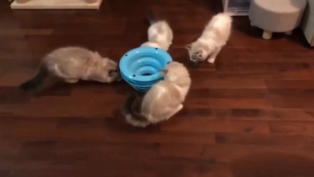 Cute Baby Animals Dogs And Cats | СМЕШНЫЕ ЖИВОТНЫЕ 2020 | Baby Animals | Веселые котята #12 смотреть онлайн