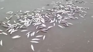 рыбалка на полуострове ямал