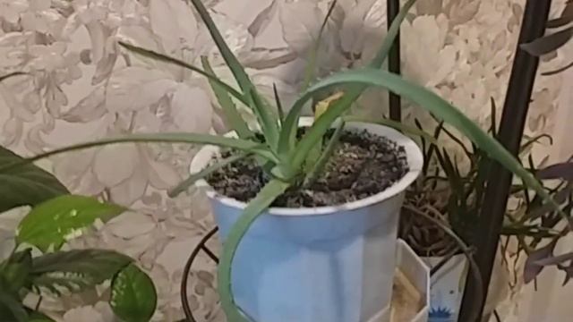 Сибирская еда ,это капуста жареная смотреть онлайн