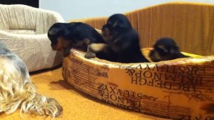 Щенки йорка 3 недели