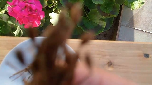 СОБИРАЕМ СЕМЕНА ПЕЛАРГОНИИ смотреть онлайн