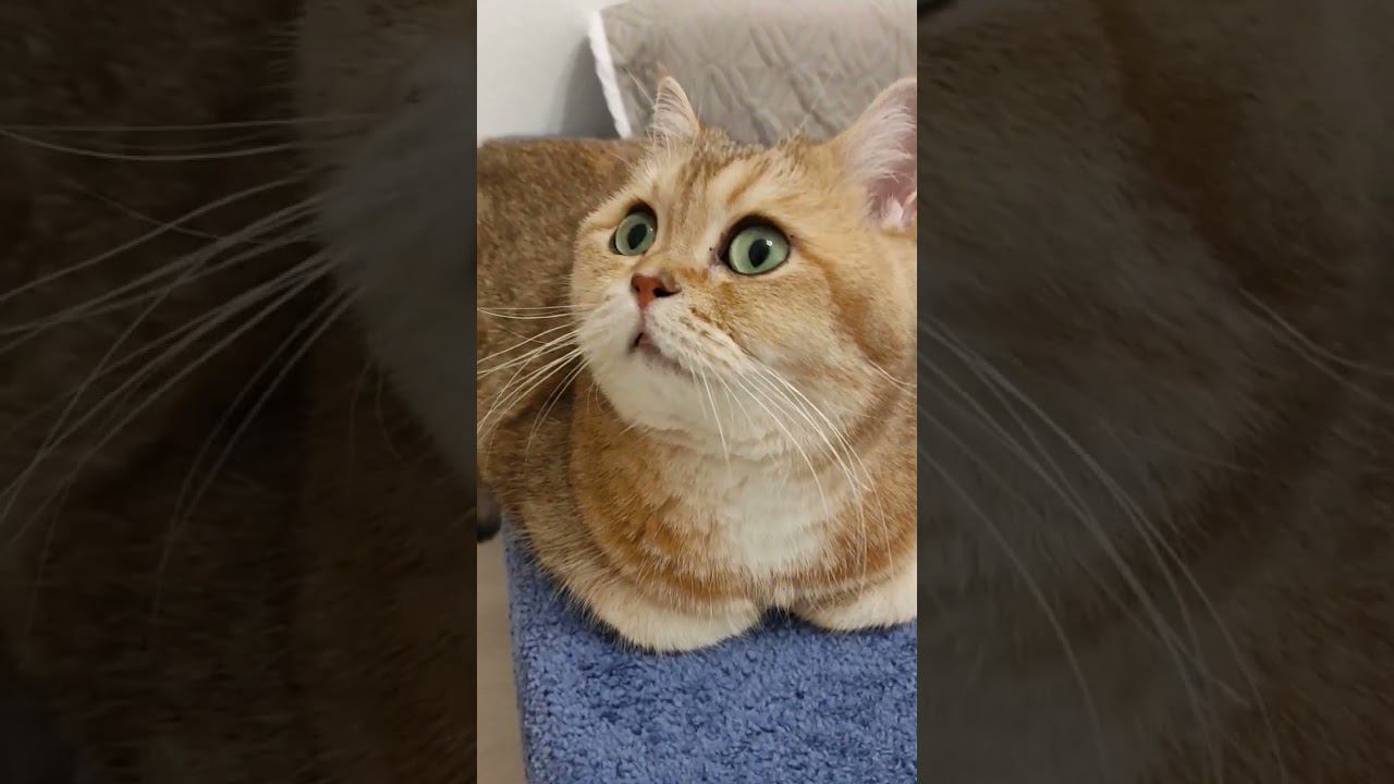 Знакомо? #безкотаижизньнета #смешныекоты #золотаяшиншилла #cat #funny #cute #animal #коты
