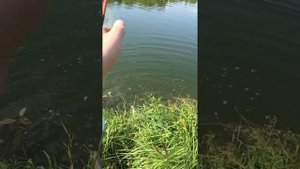 Ловля щуки в Новомосковске ( Тульская область )