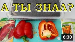 СЛАДКИЙ ПЕРЕЦ на рассаду! Вся правда о магазинных плодах ☝