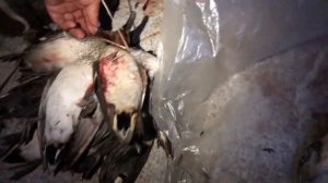 Весенняя охота на уток в Якутии 2023. Таттинский улус, с.Чычымах.