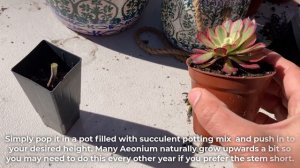 How To Prune & Trim Aeonium Succulents