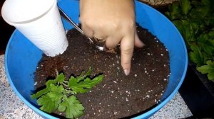 Укоренение в Кокосовом субстрате хризантема.