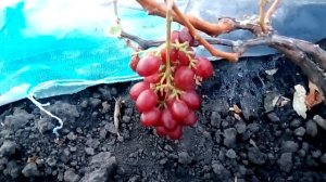 Виноград Исполин и Пёстрый на 26 сентября 2018