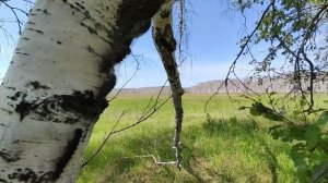 Экологическая катастрофа в Калачинском районе