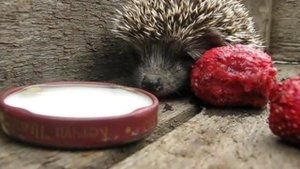Ёжик пьёт молоко и кушает ягоды hedgehog