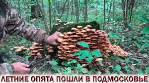 ?УРА! ЛЕТНИЕ ОПЯТА ПОШЛИ В ПОДМОСКОВЬЕ .?КОРЗИНА И РЮКЗАК ОПЯТ