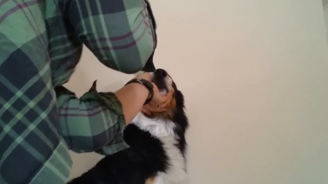 Tropiclean Fresh Breath Dog Teeth Cleaning Gel Review смотреть онлайн