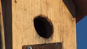 ПТЕНЦЫ СКОРО ПОЛЕТЯТ. Скворцы.