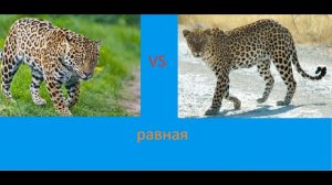 ягуар против леопарда