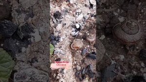 зола против улиток в саду