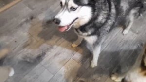 Кто в стае главный ? Хаски Байкал охраняет её