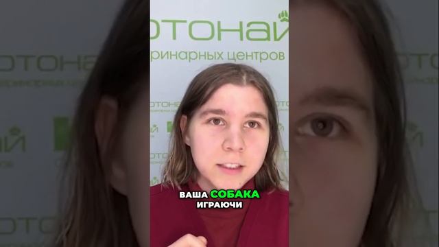 Что делать, если ваша собака подавилась?