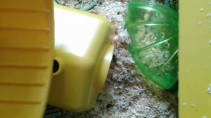 Как ругается хомяк (Джунгарик Джеди)