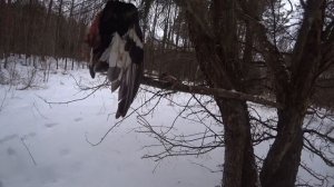 ОХОТА НА КУНИЦУ. НАКОНЕЦ-ТО ПОЙМАЛ КАМЕНКУ