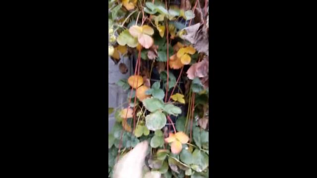 Посадка клубники на вертикальной грядке -супер способ! смотреть онлайн