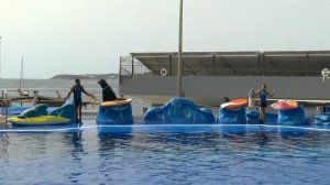 Sea Lions show in Marineland Mallorca 2014