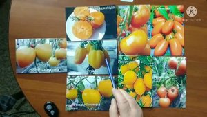 Лучшие сорта желтоплодных томатов, самые вкусные и урожайные!