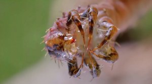 Ужасная плотоядная гусеница охотится на насекомых !