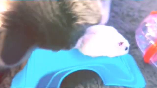 Реакция Алиски на хомячков😢🐹(Фан Ани Меджик) смотреть онлайн