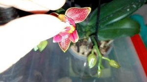 Фаленопсис Феникс расцвел))))