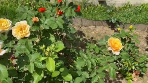 ЦВЕТЕНИЕ РОЗ 2021. НОВЫЕ ОФИГЕННЫЕ СОРТА ???❤️❤️❤️?