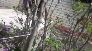 гибискус древовидный весной. вы правильно формируете куст?