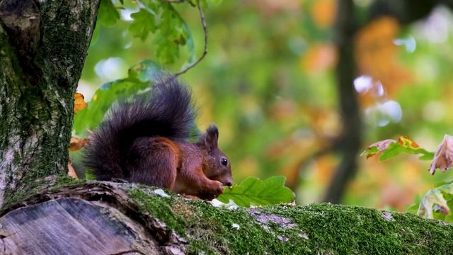 Расслабляющая музыка для медитации и сна - Relaxing Music for Meditation Sleep. Squirrel