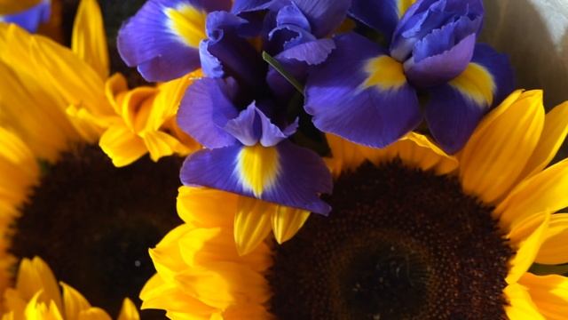 Букет из 5 подсолнухов и 10 синих ирисов смотреть онлайн