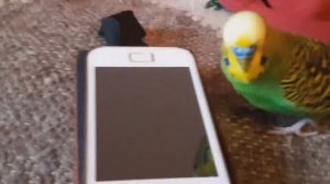 волнистый попугай Гоша поёт под песню