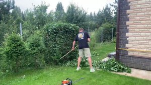 Chokeberry hedge trimming. Арония черноплодная или черноплодная рябина.  Формирующая стрижка.