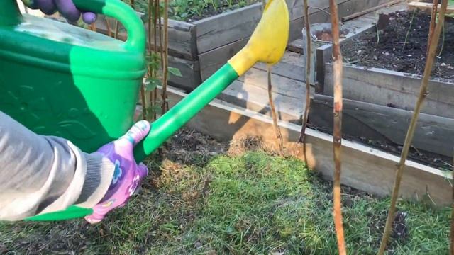 Зимой подмерзла малина, что делать? смотреть онлайн