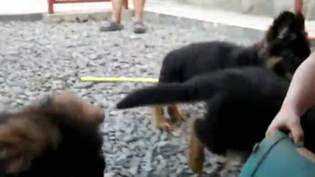 щенки 2015 смотреть онлайн